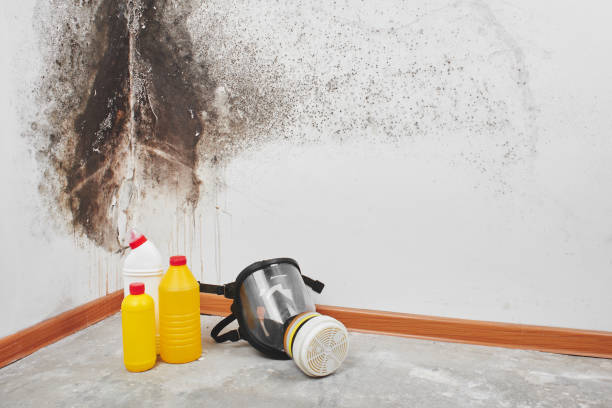 Best Crawl Space Mold Removal  in San Mateo, CA