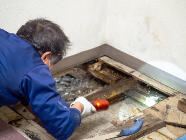Best Local Mold Removal Service  in San Mateo, CA