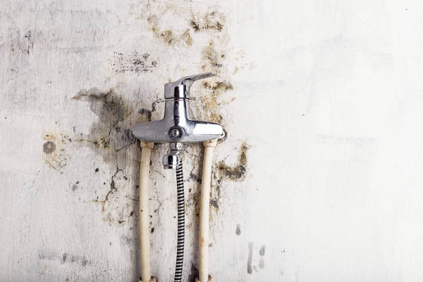 Best Office Mold Removal Services  in San Mateo, CA