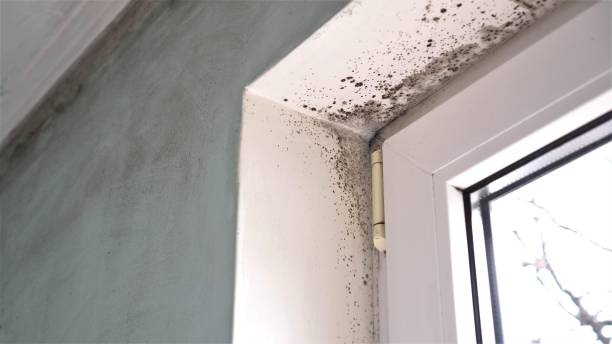 Best Crawl Space Mold Removal  in San Mateo, CA