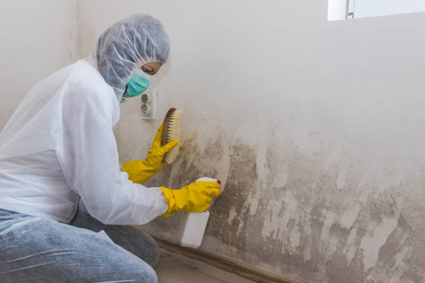 Best Local Mold Removal Service  in San Mateo, CA