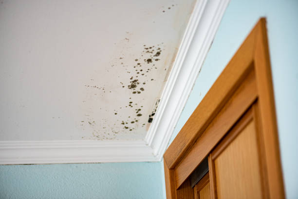 Best Mold Removal Near Me  in San Mateo, CA