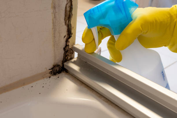 Best Fast Mold Removal  in San Mateo, CA