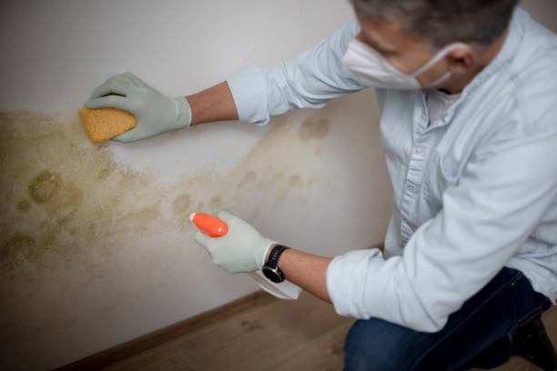 Best Attic Mold Removal  in San Mateo, CA
