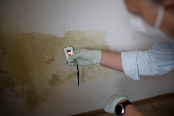 Best Mold Cleaning Services  in San Mateo, CA