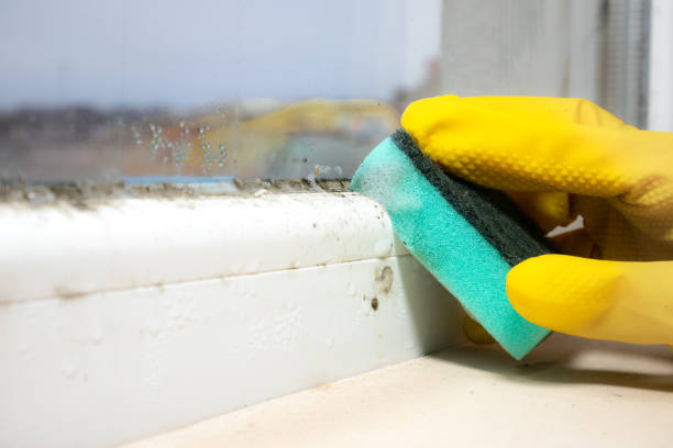 Best Mold Removal Specialists  in San Mateo, CA