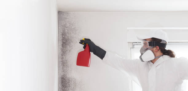 Best Certified Mold Removal  in San Mateo, CA