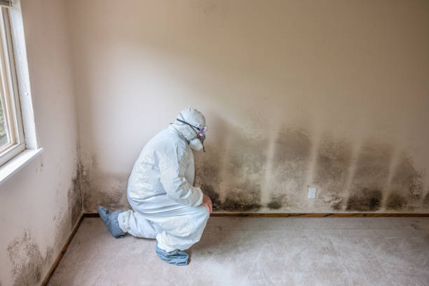 Attic Mold Removal in San Mateo, CA