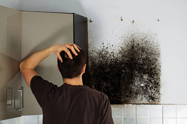 Best Mold Remediation  in San Mateo, CA