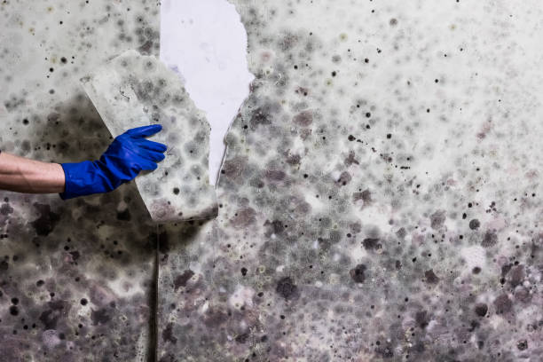 Best Mold Removal Company Near Me  in San Mateo, CA