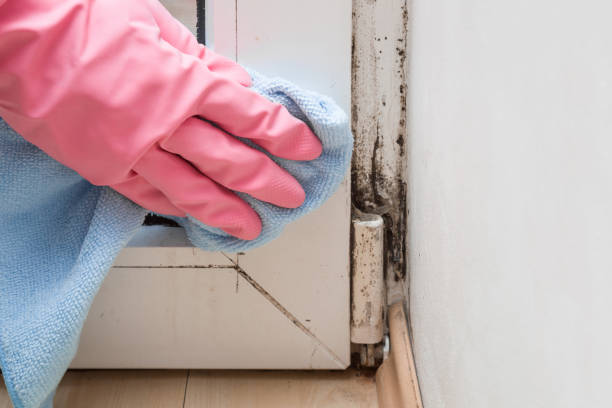 Best Mold Damage Repair  in San Mateo, CA