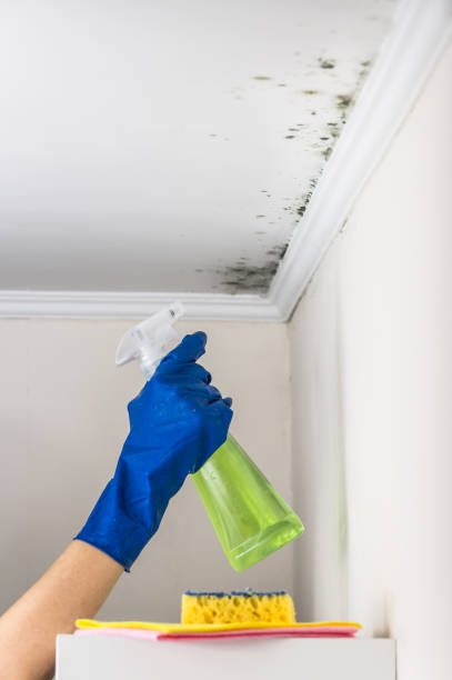 Best Same-Day Mold Removal  in San Mateo, CA