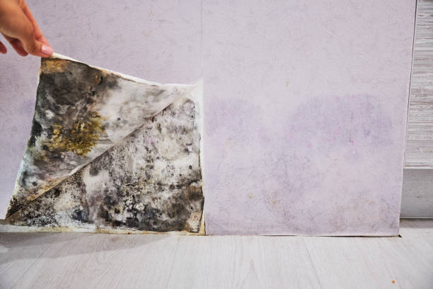 Best Water Damage Restoration  in San Mateo, CA